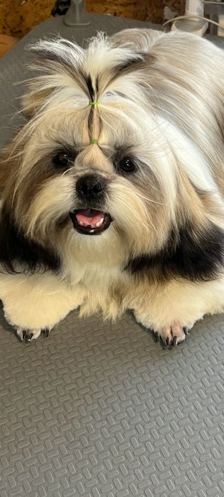 Вязка шитцу мальчик.