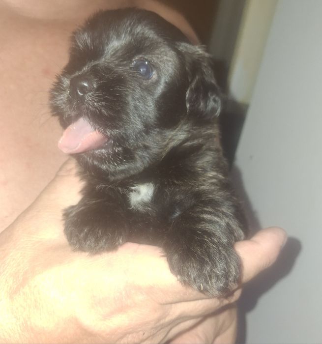Pieski po matce shih tzu