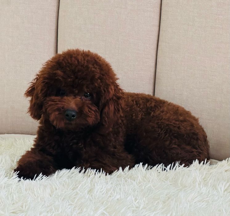 Кобель йодового кольору