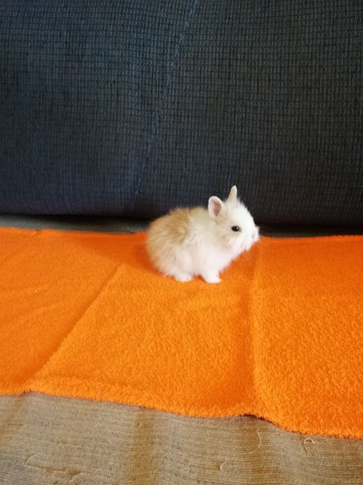 Króliczek karzełek Teddy