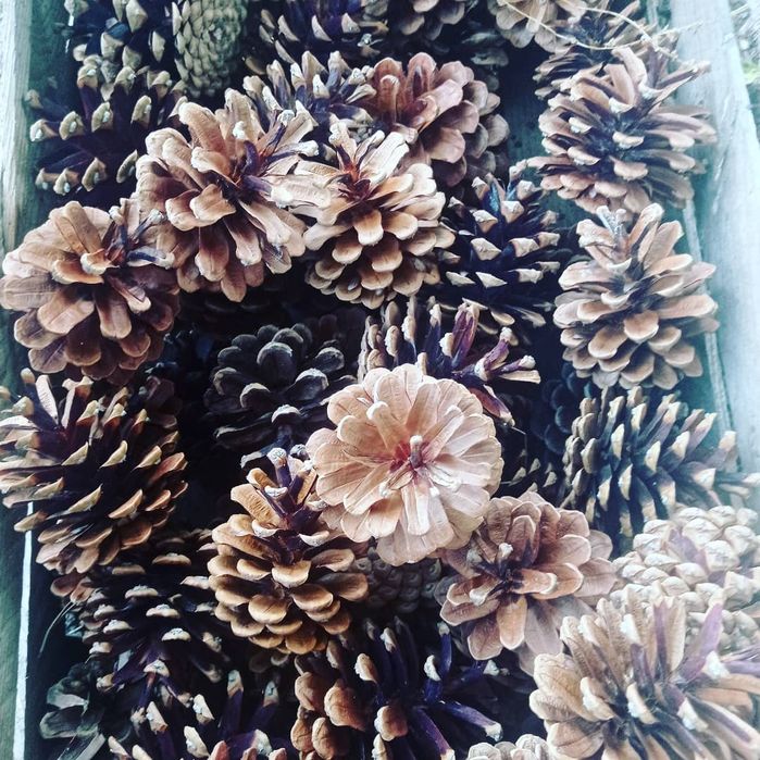 Олх доставка 300 шт.Сосновая шишка. Шишка крымской сосны