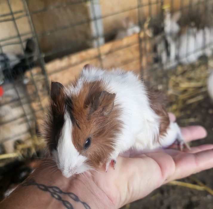 Porquinhos da india com pêlo arrepiado