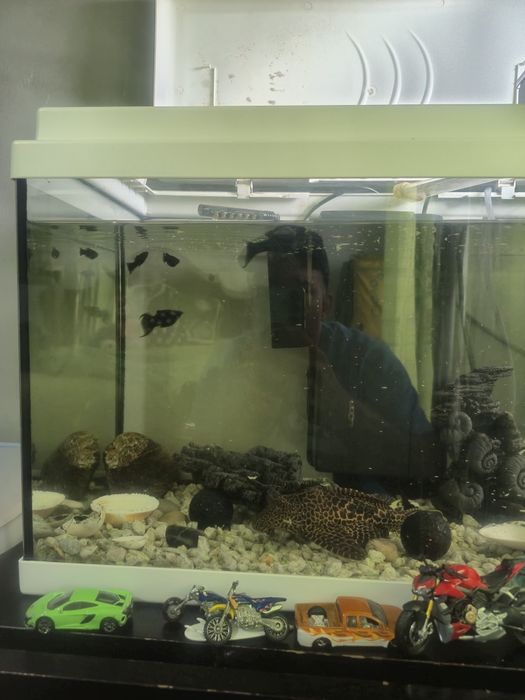 Vendo aquário com vários peixes