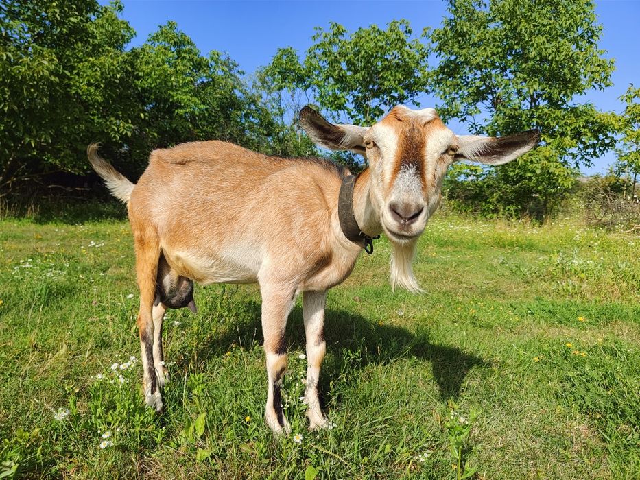 Продам козу, смачне молоко