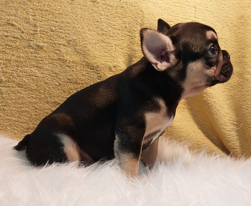 Bulldog Francês Black Tan Macho