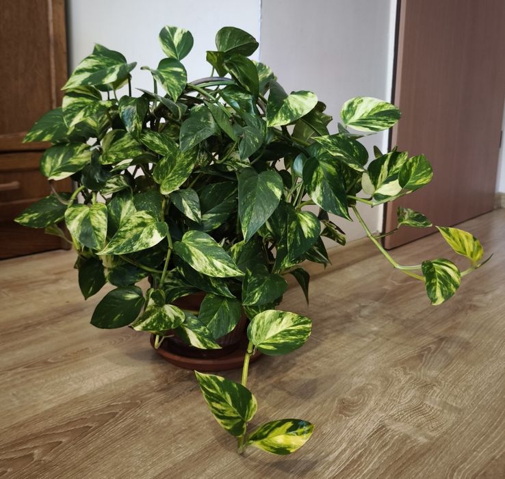 Kwiatki epipremnum