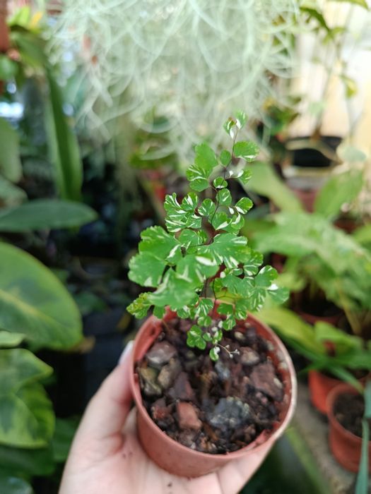 Папороть адіантум варієгатний