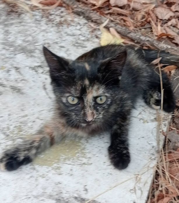 Кошеня дівчинка 2, 5 місяця