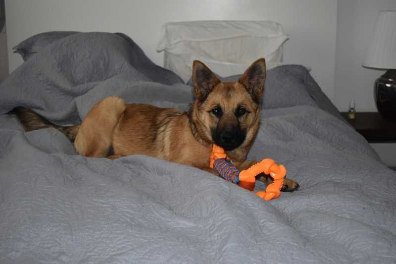 Urocza, młodziutka ALMA czeka na kochający domek.Adopcja!