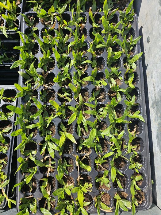 Grama Brasileira tabuleiro