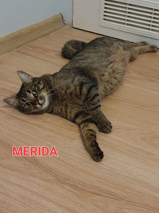 Prześliczna Merida szuka domu