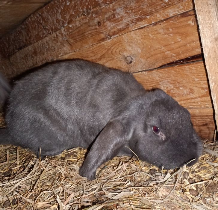 Samica niebieska baran francuski