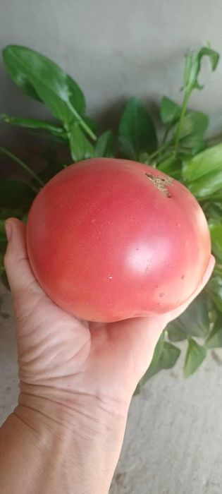 Аджіка домашня, кетчуп,