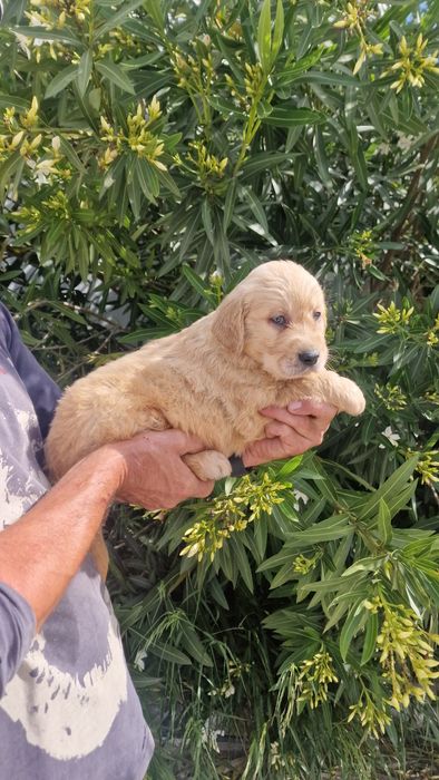 Golden Retriever