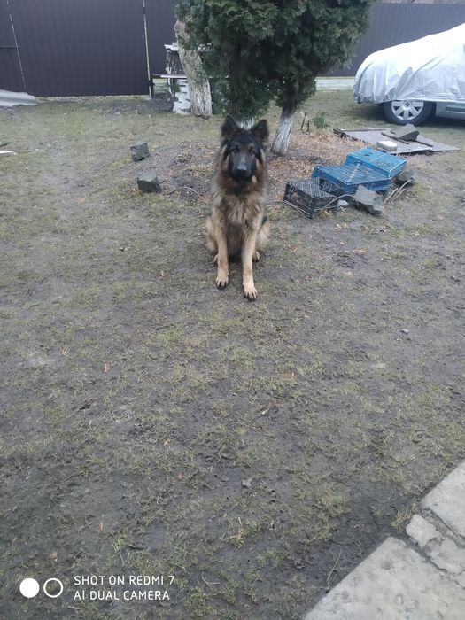 Чистокровний кобель німецької вівчарки для в'язки.