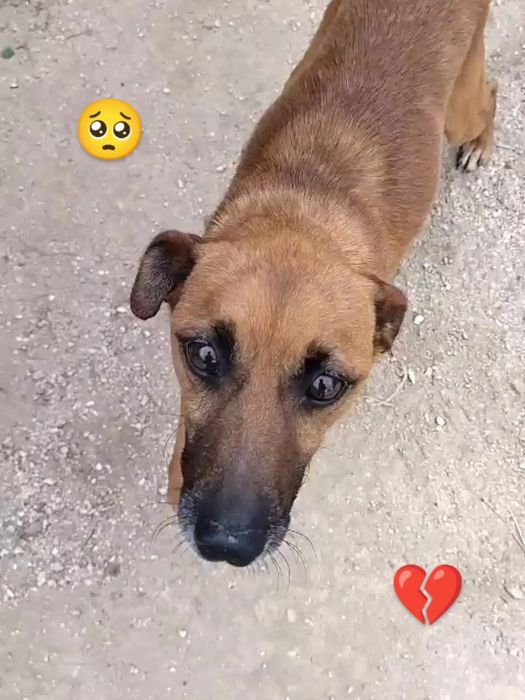 Cão pequeno e meigo