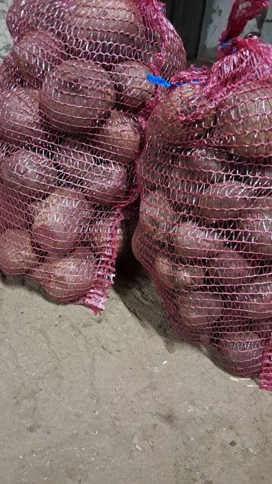 Sprzedam buraczki czerwone / ćwikłowe