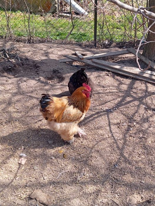 Sprzedam kury kochin olbrzymi