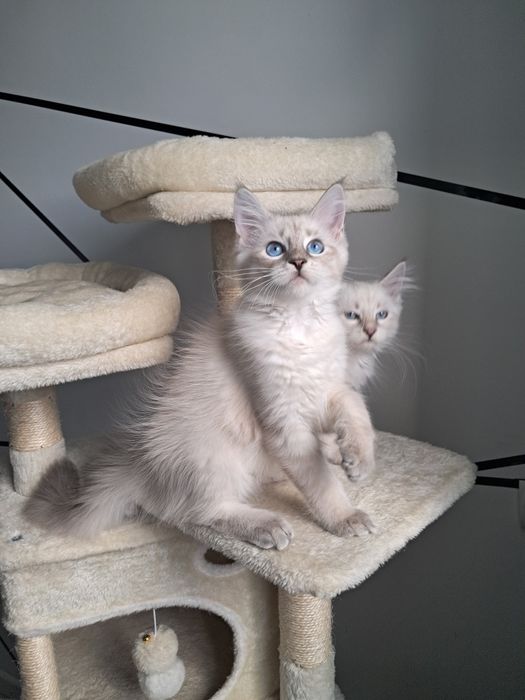 Alvaro kocurek Neva Masquerade Syberyjski