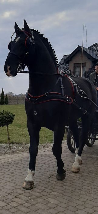 Stanówka 2026 ogier śląski