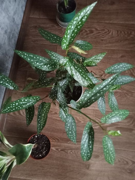 Бегония декоративная маккулата