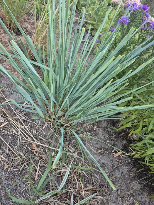 Декоративні трави: вівсяниця,піщаний колосняк