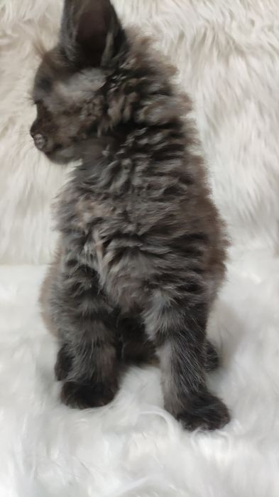 Maine Coon kocur