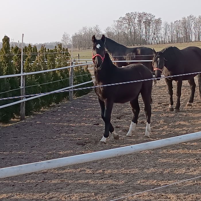 Piękna Klaczka super Rodowód