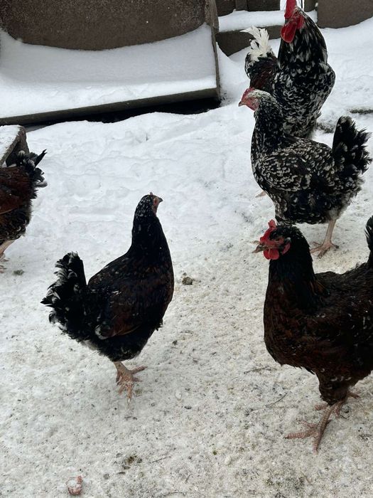 Лівенська ситцева інкубаційне яйце