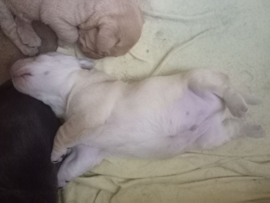 Labradorki do oddania