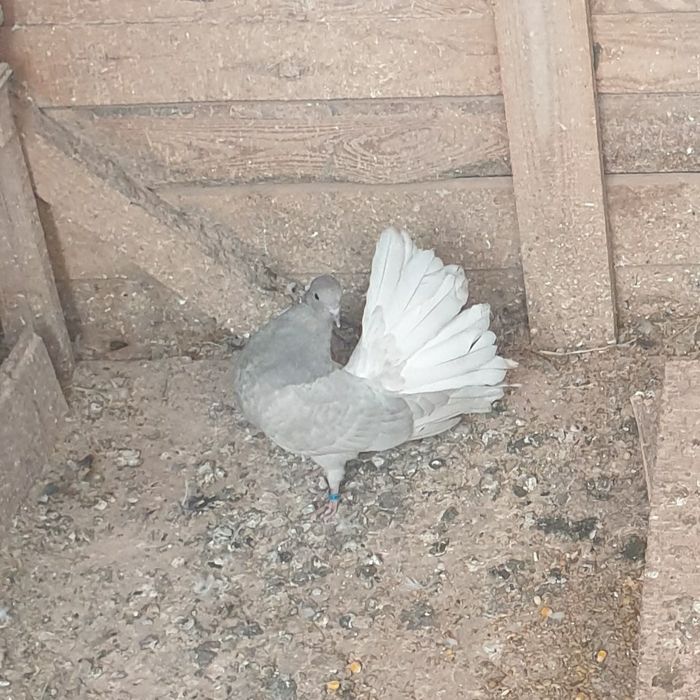 Sprzedam gołębie - pawiki (20 zł/sztuka)