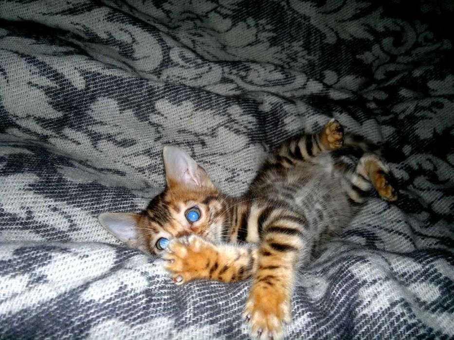 Шикарна бенгальська манюшечка з документами