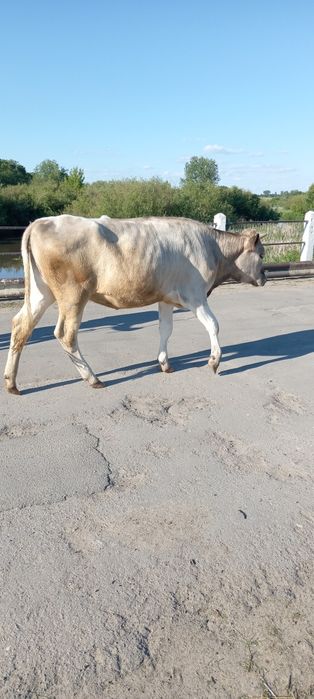 Продам теличку, від доброї корови