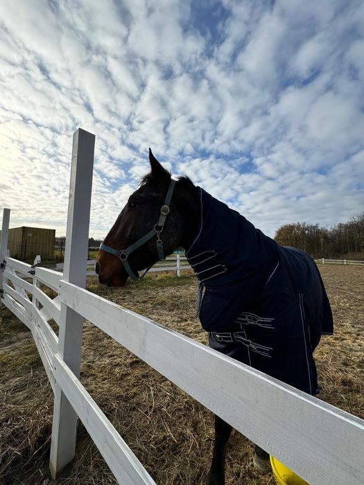 Piękny wałach na sprzedaż. Okazja