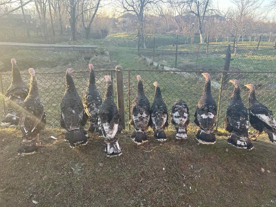 Індики домашні