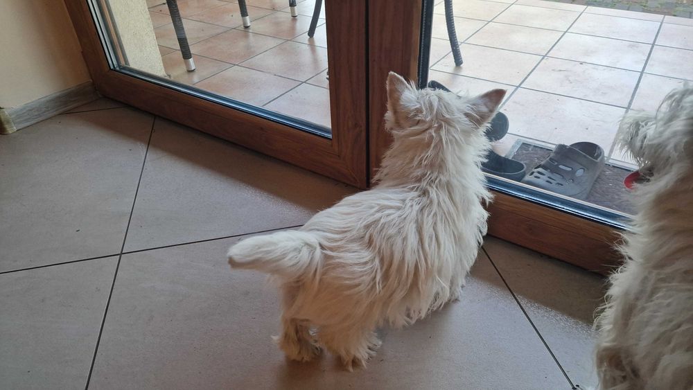 piesek West Highland White Terrier FCI z metryką ZKwP -po MultiChampionie