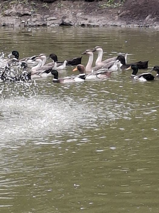 Sprzedam gęsi kaczki młode i roczne