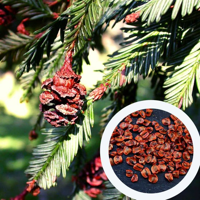 Секвойядендрон насіння секвоя метасеквоя cемена є безкоштовна доставка