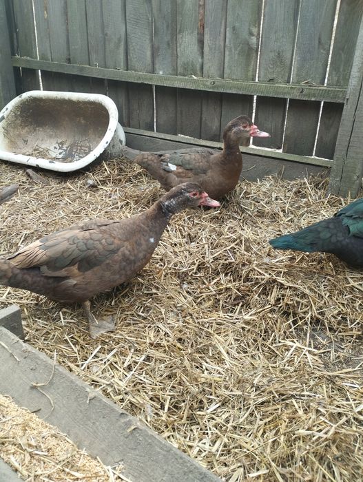 Пропоную молодих індокачечок