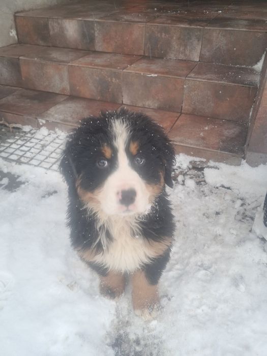 Berneński pies pasterski