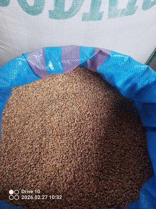 Pszenica Jara Pebbles Oścista Jęczmień Owies