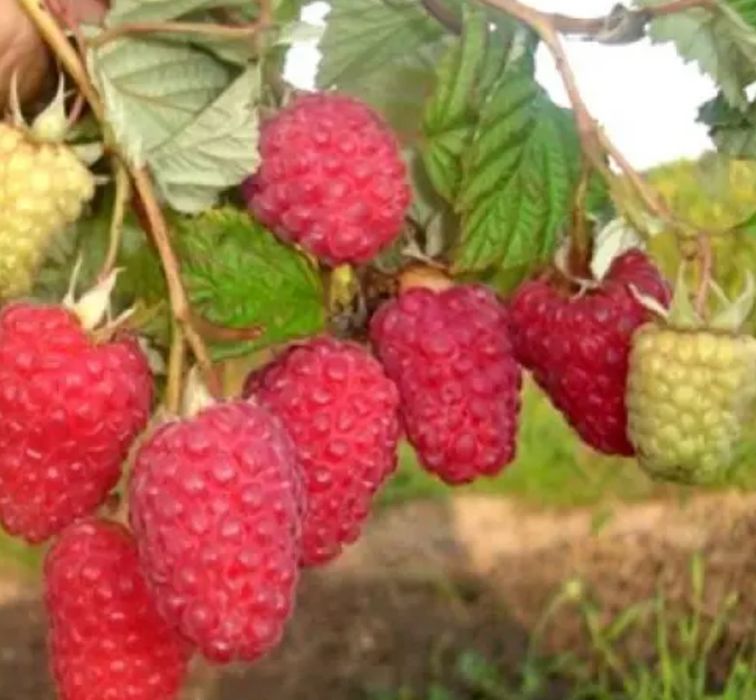 Садженці малини феномен глен емпел