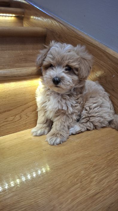 Maltipoo z rodowodem