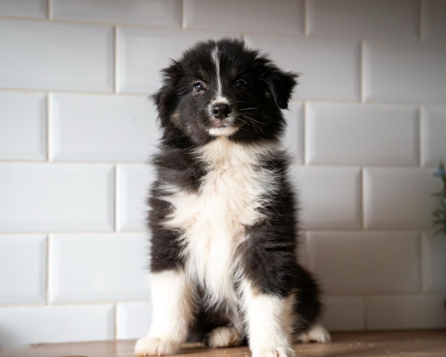 Owczarek Australijski piesek