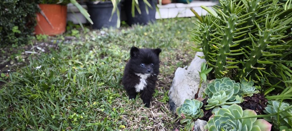 Spitz alemão anão Lulu da Pomerânia hiper miniatura criado em ambiente