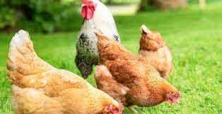 Kury nioski Rosa z wolnego wybiegu z jajkiem. Dominant Messa. Dowóz.