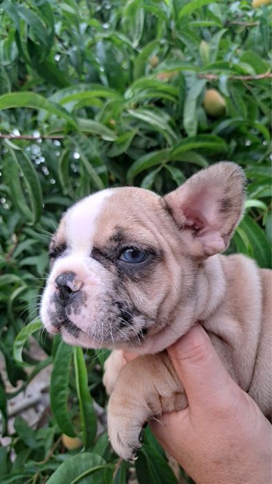 Bulldog francês femea