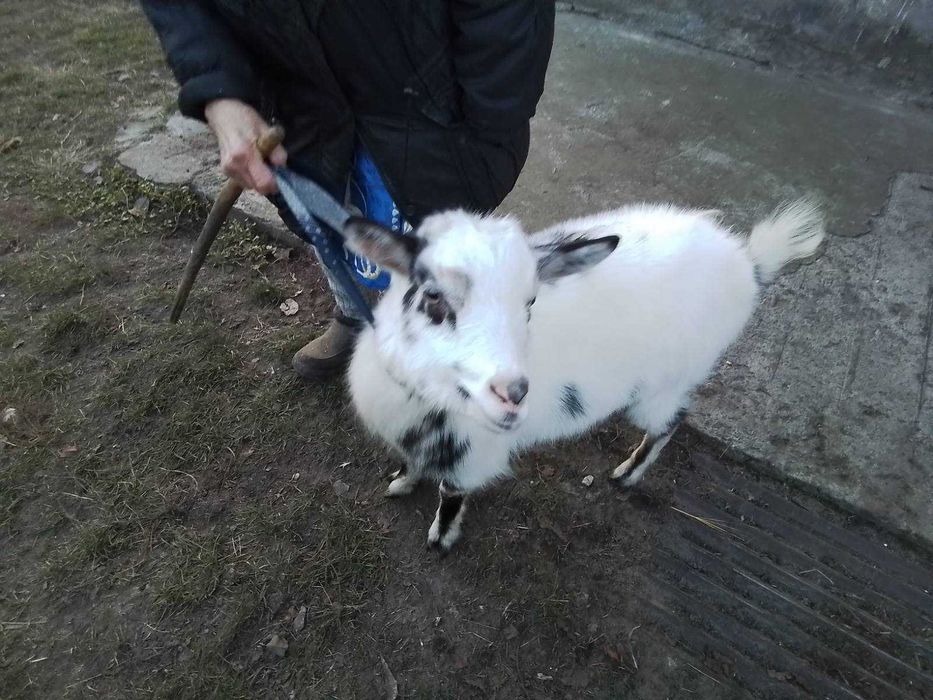 Продам молоду козочку. Вагітна. Доглянута. Є декілька. Коза молочна