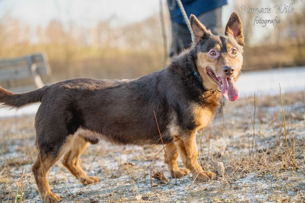 Funtek błaga o dom- pilna adopcja