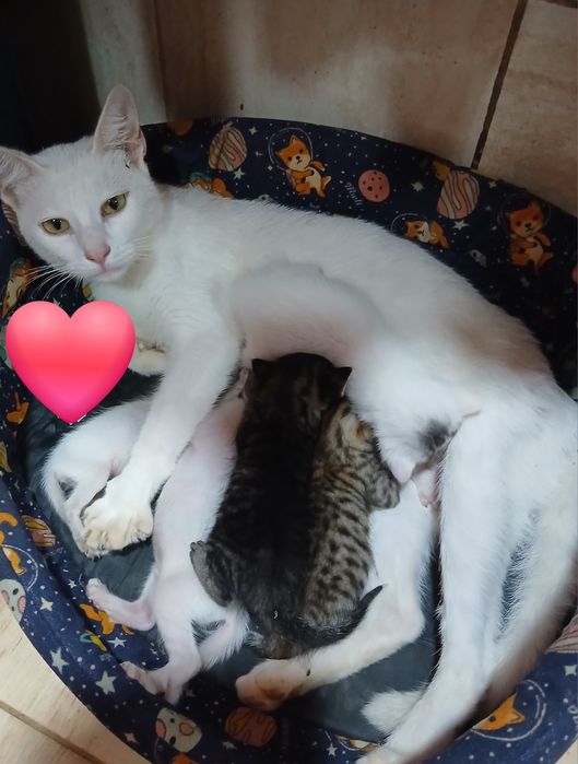 Encontrei no campo uma gata com 6 gatinhos